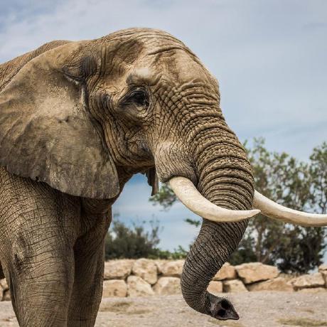 riptusk331