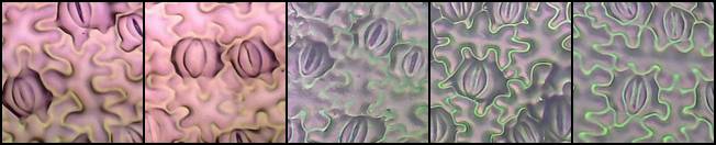 stomata-cells.jpg