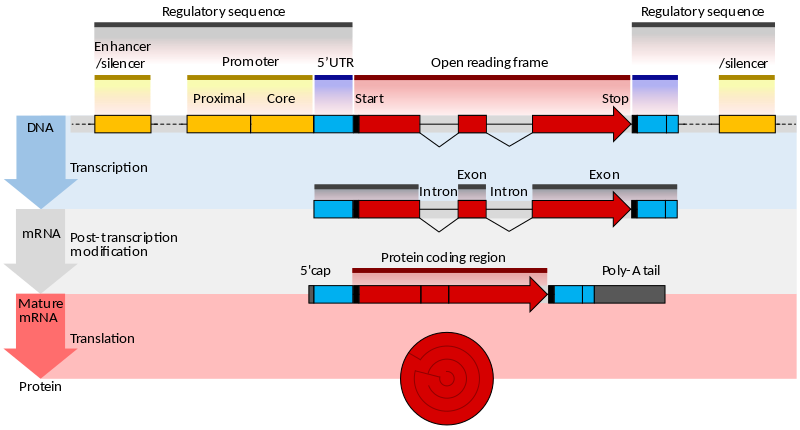 eukaryotic_regulation.png