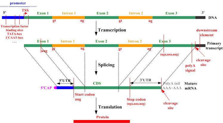 transcription_elements.jpg