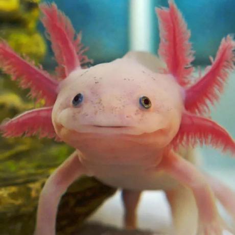 salamandaaa