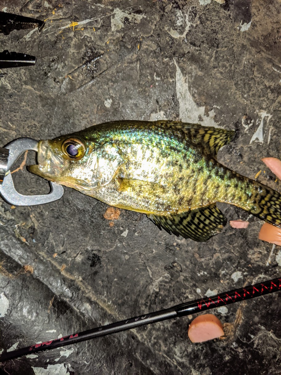 2019-07-06_black_crappie.jpg