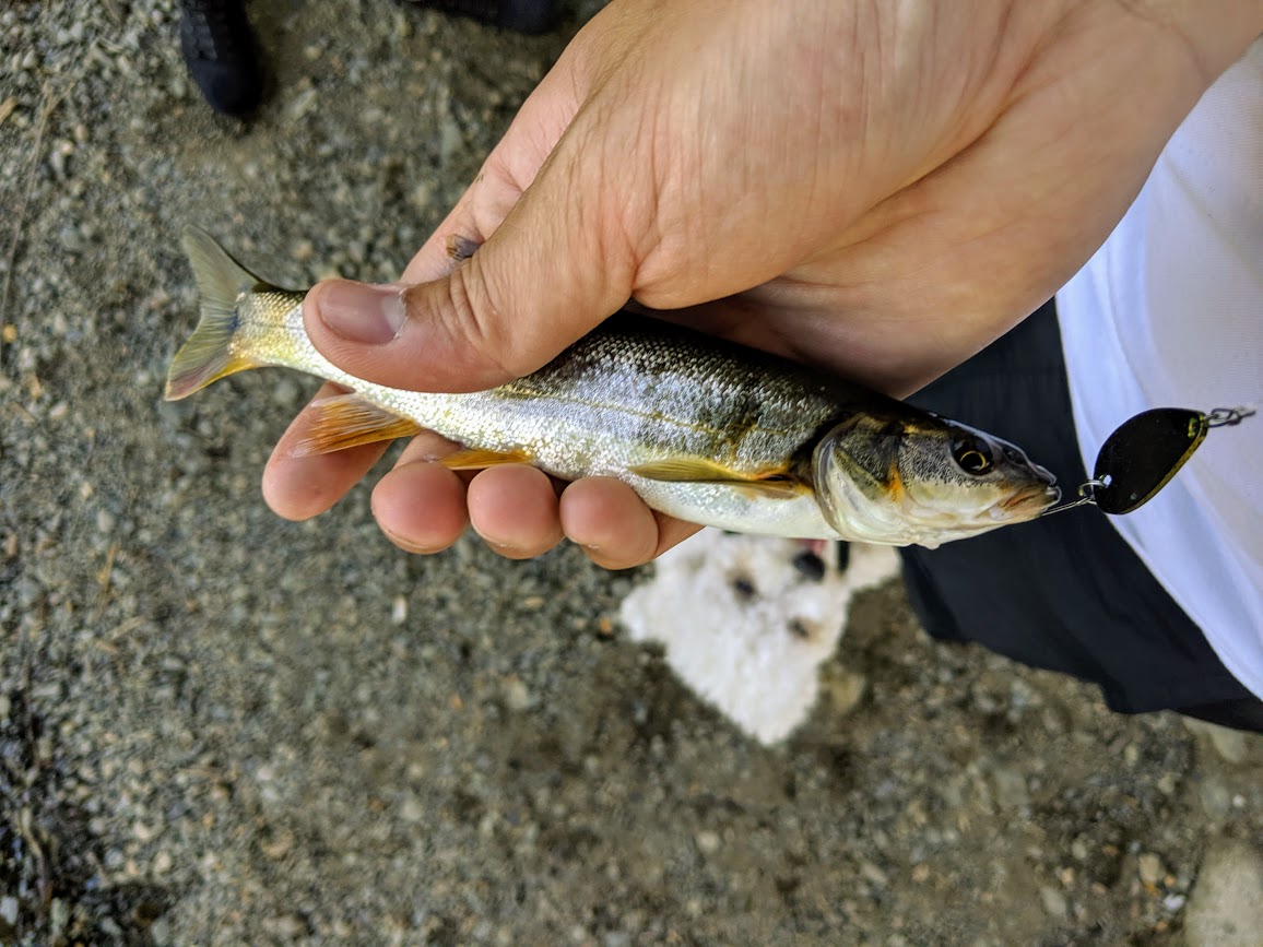 2019-08-30_pikeminnow.jpg