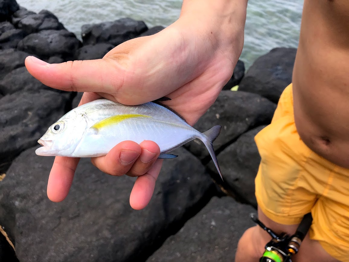 2019-11-23_bluefin_trevally.jpg