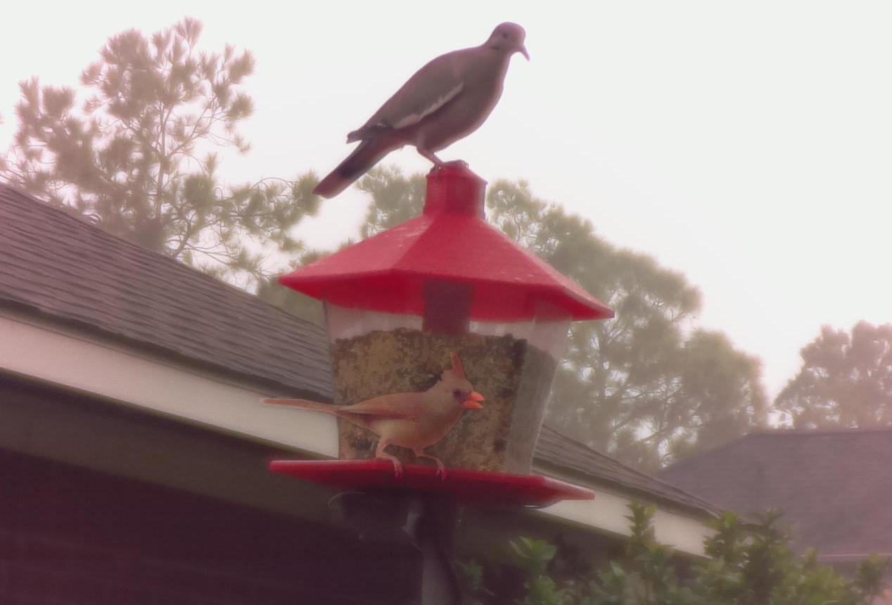 Dove and Cardinal on Feeder.jpg
