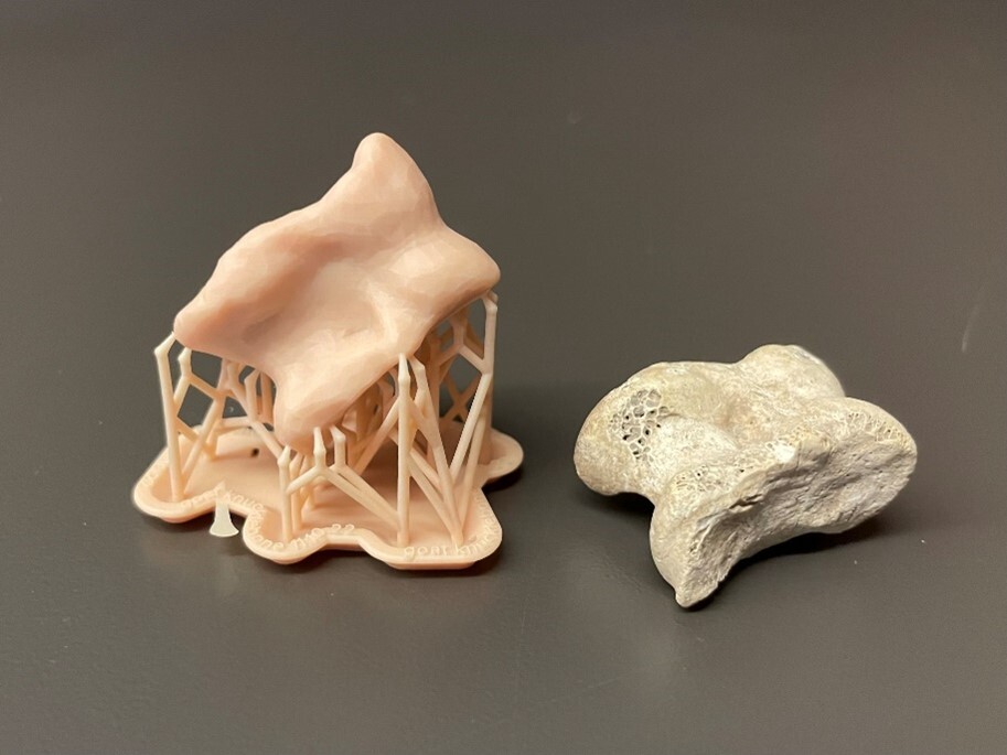 The 3D printed knucklebone with structural supports next to the original