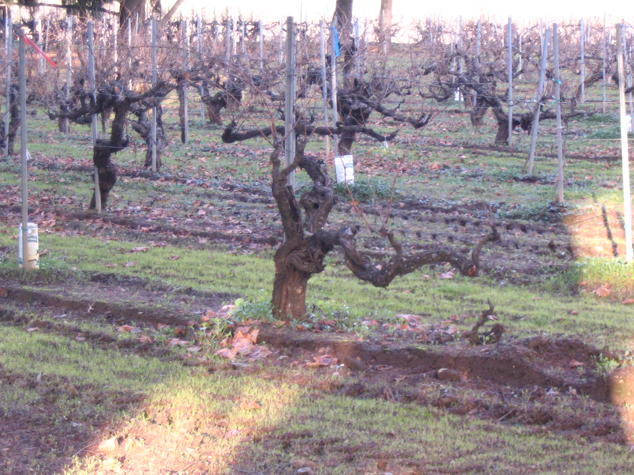 Besson_Vineyard_2.jpg