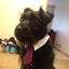scruffymongrel avatar