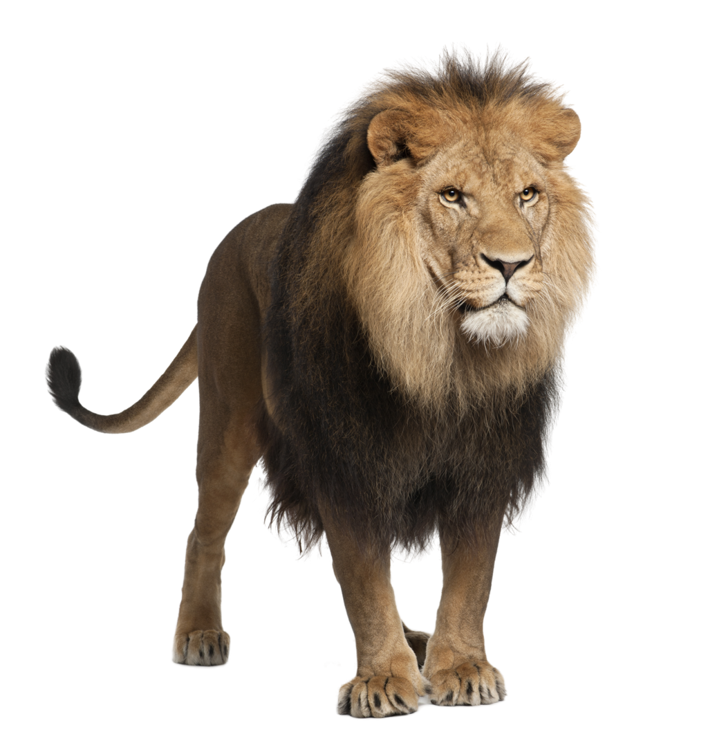 Lion_MGM_Placeholder.png