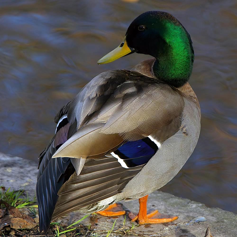 MallardDuck1.jpeg