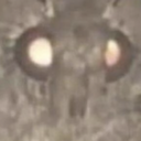 moth.png