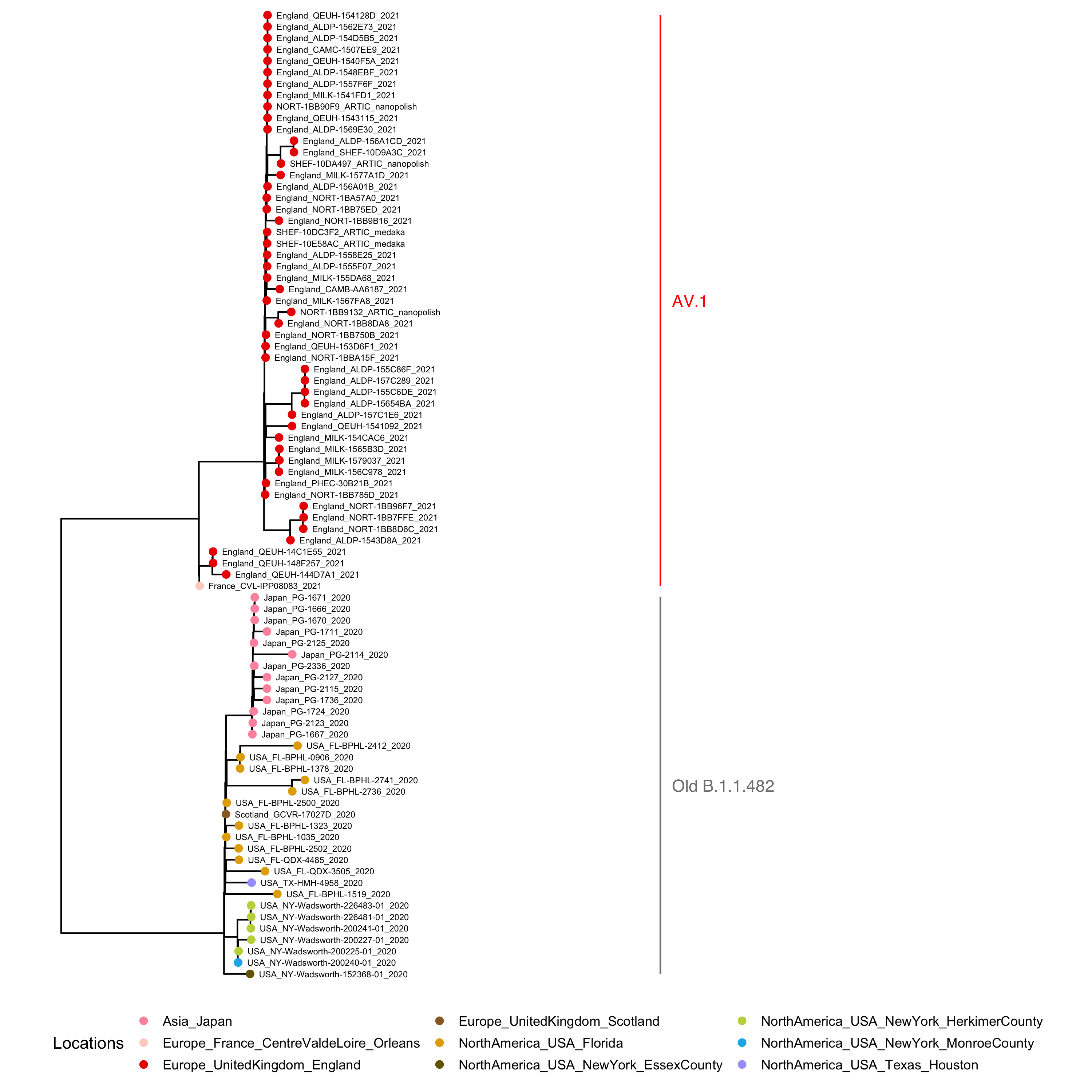 Figure 1. Maximum likelihood Phylogenetic Tree of B.1.1.482 and B.1.1.482-Related Samples.