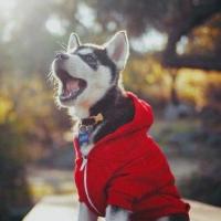 shibdev