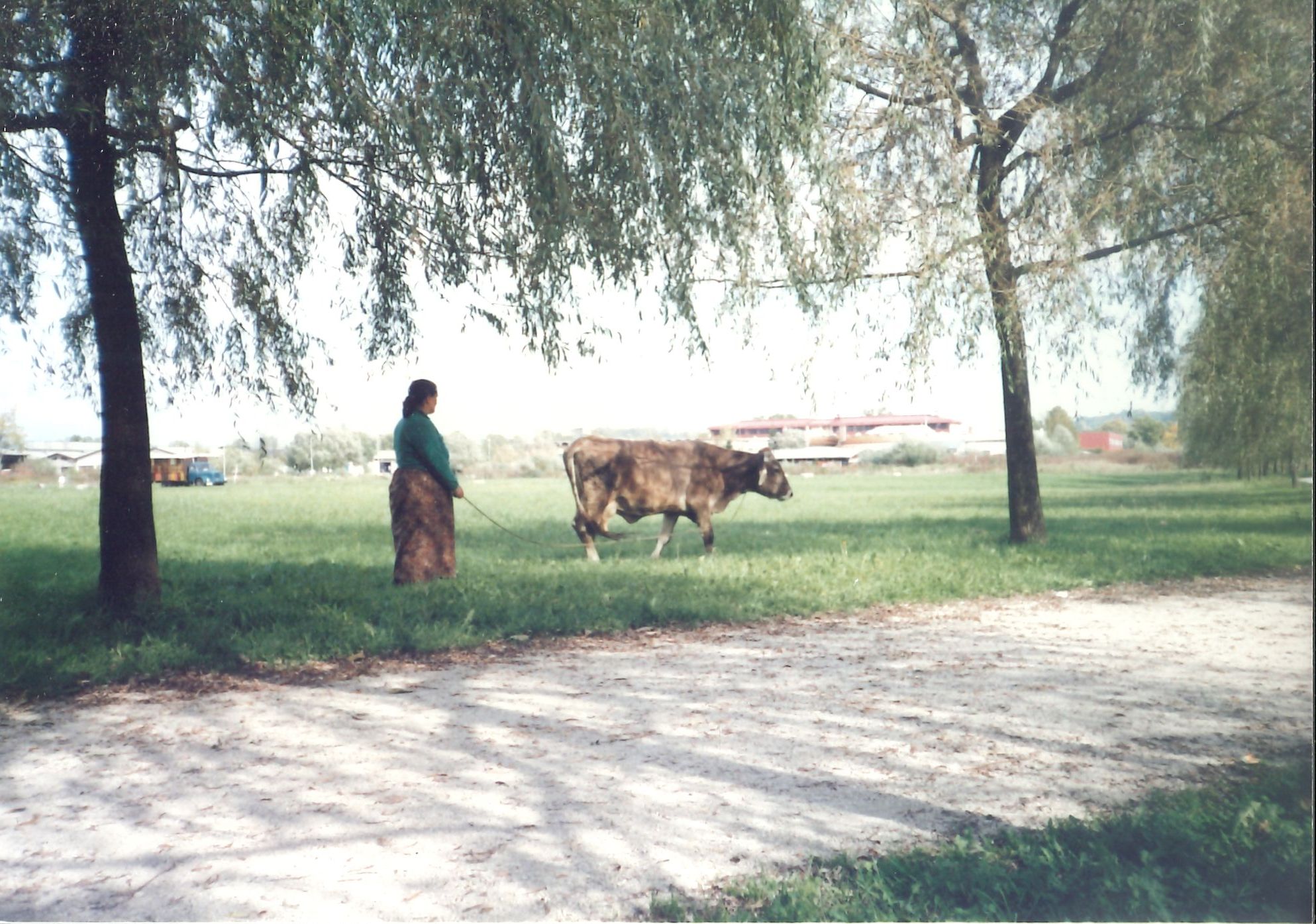 Slika 7: »Začasna« Ljubljančanka med pašo krave ob Poti 5.
                                oktobra 1993. Foto: 
                     
