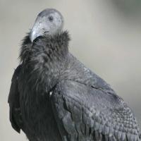 silvercondor