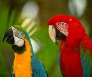 parrots2.jpg