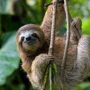 sloth-wq
