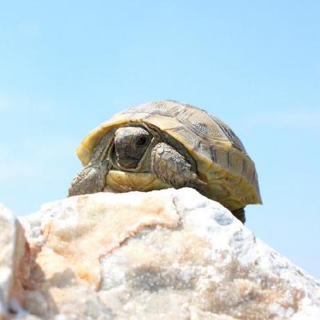 smturtle2