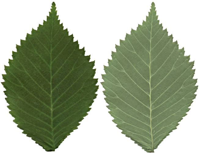 elm-leaf.png