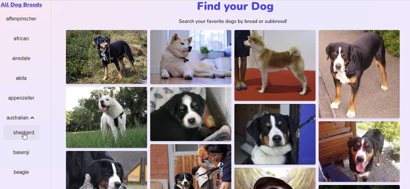 dog-gallery.png