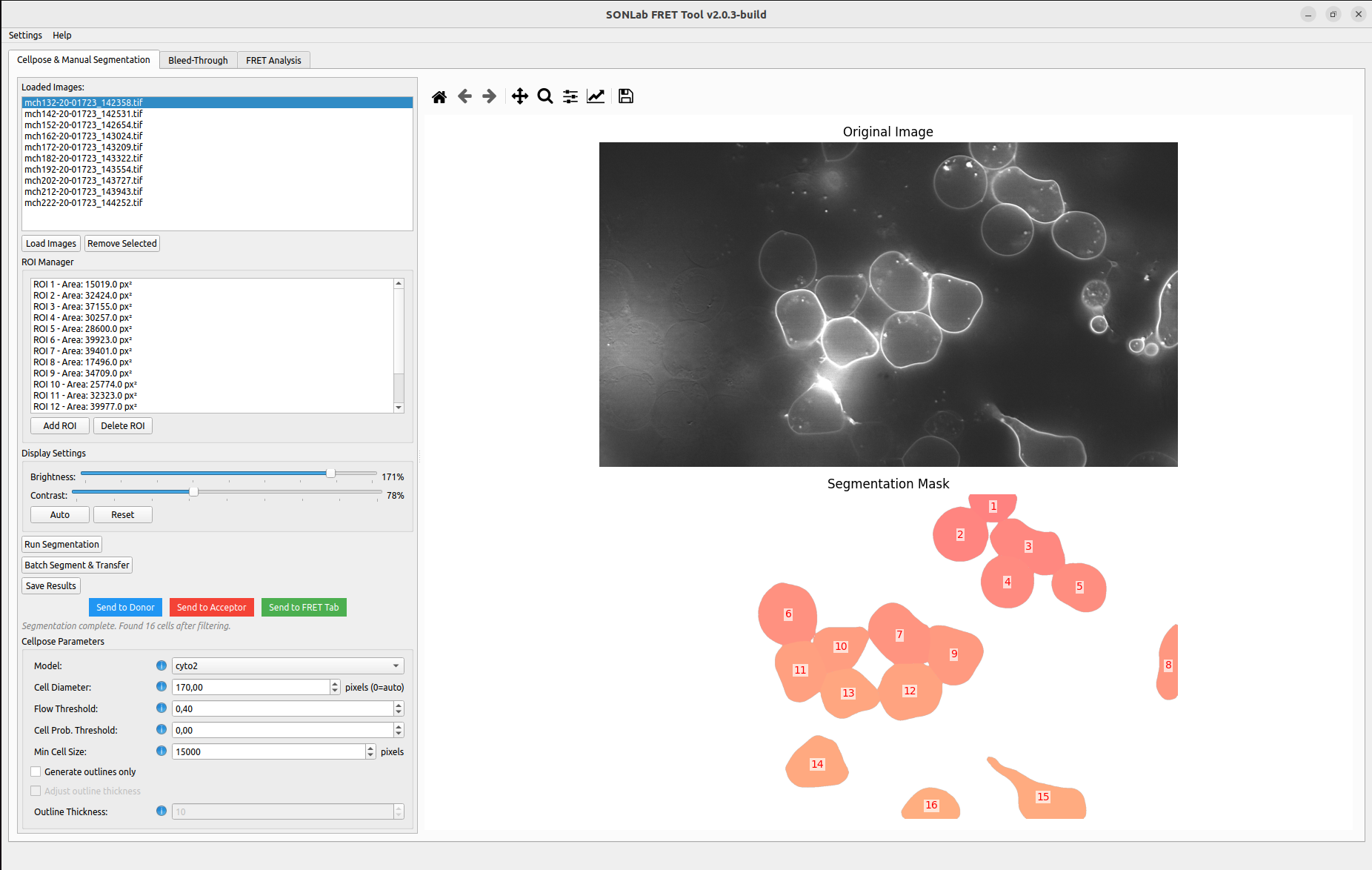 Segmentation result with labeled cells