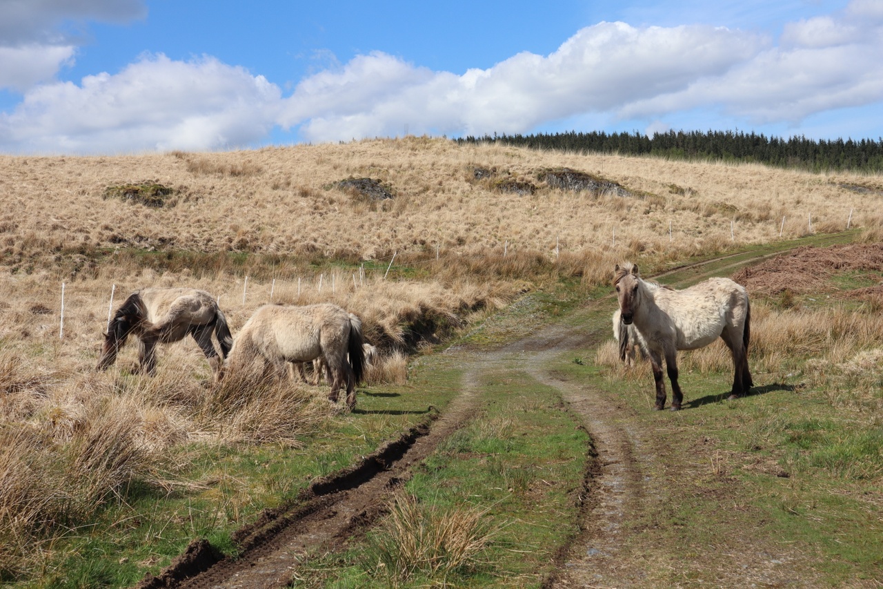 three wild horses graze on a Welsh mountain