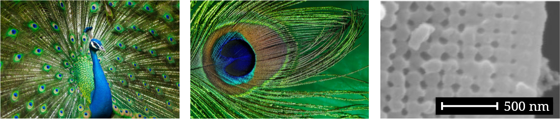 peacock_feathers_zoom.png