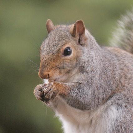 squirrel-writer