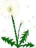 dandelion-puff.gif