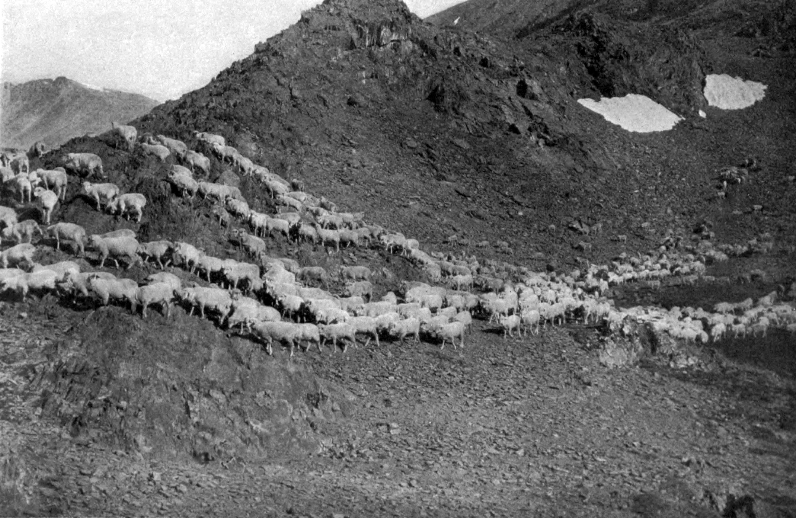 sheep-in-the-mountains.jpg