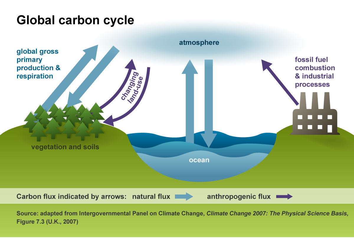 1.3. Carbon cycle - Ocean.png