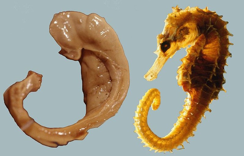 Hippocampus_and_seahorse_cropped.jpg