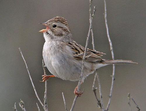 Brewer_Sparrow_0008_796703.jpg