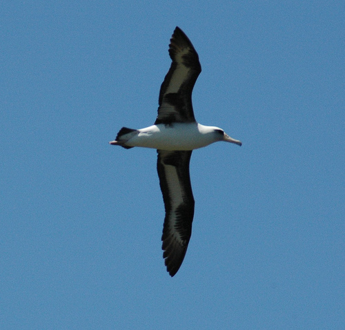 Laysan_Albatross_0047_619.jpg