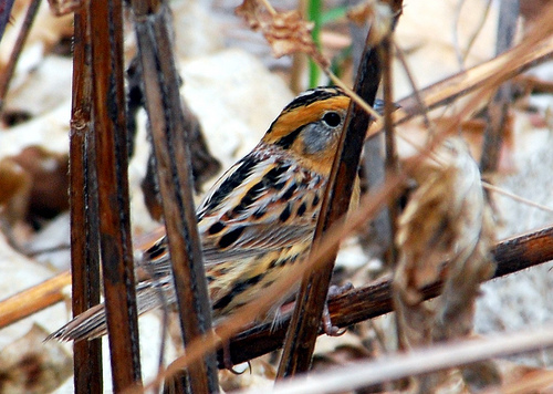 124_Le_Conte_Sparrow_0024_795190.jpg