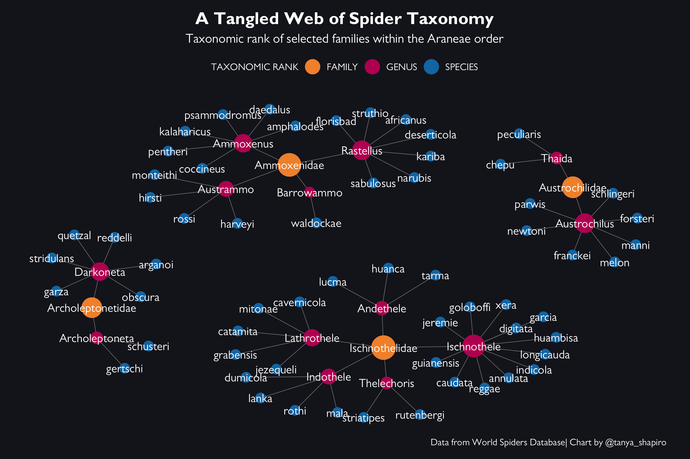 spider_taxonomy.png