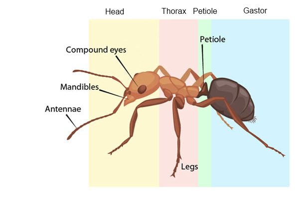 ant-anatomy.png