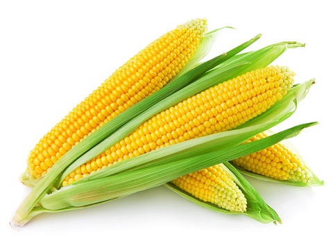 corn.jpg