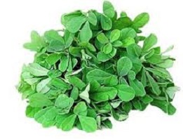 fenugreek leaf.jpg