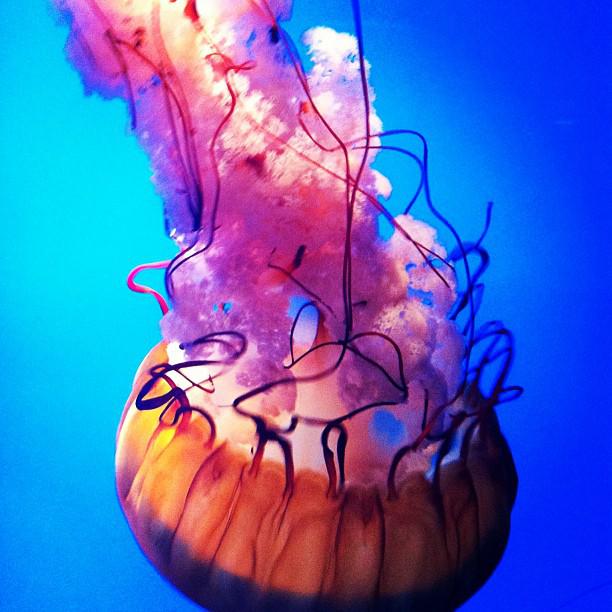 jellyfish.jpg