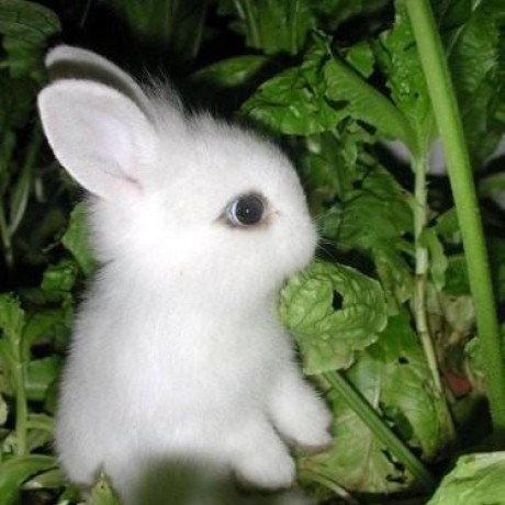 thewhiterabbit