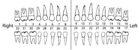 tooth-chart.png