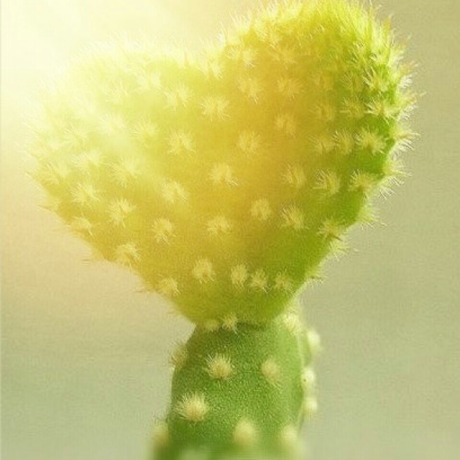 tinycen