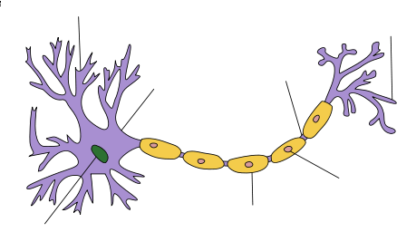 neuron-simple.png