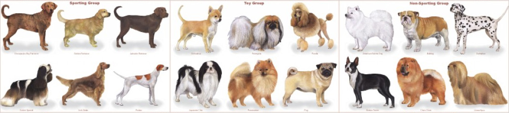 dog-breeds-header.jpg