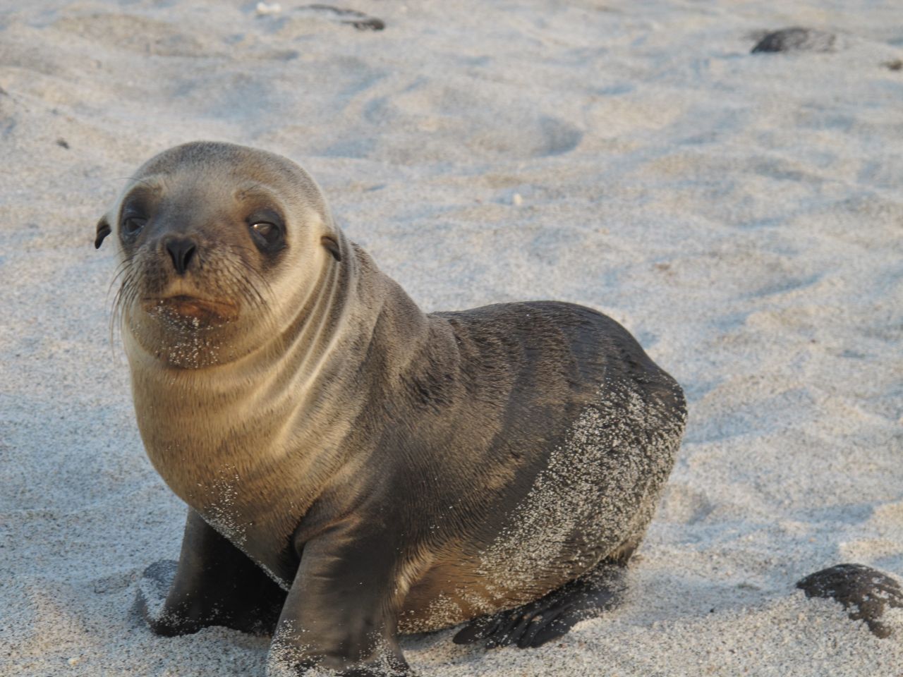 cute_sea_lion.jpg