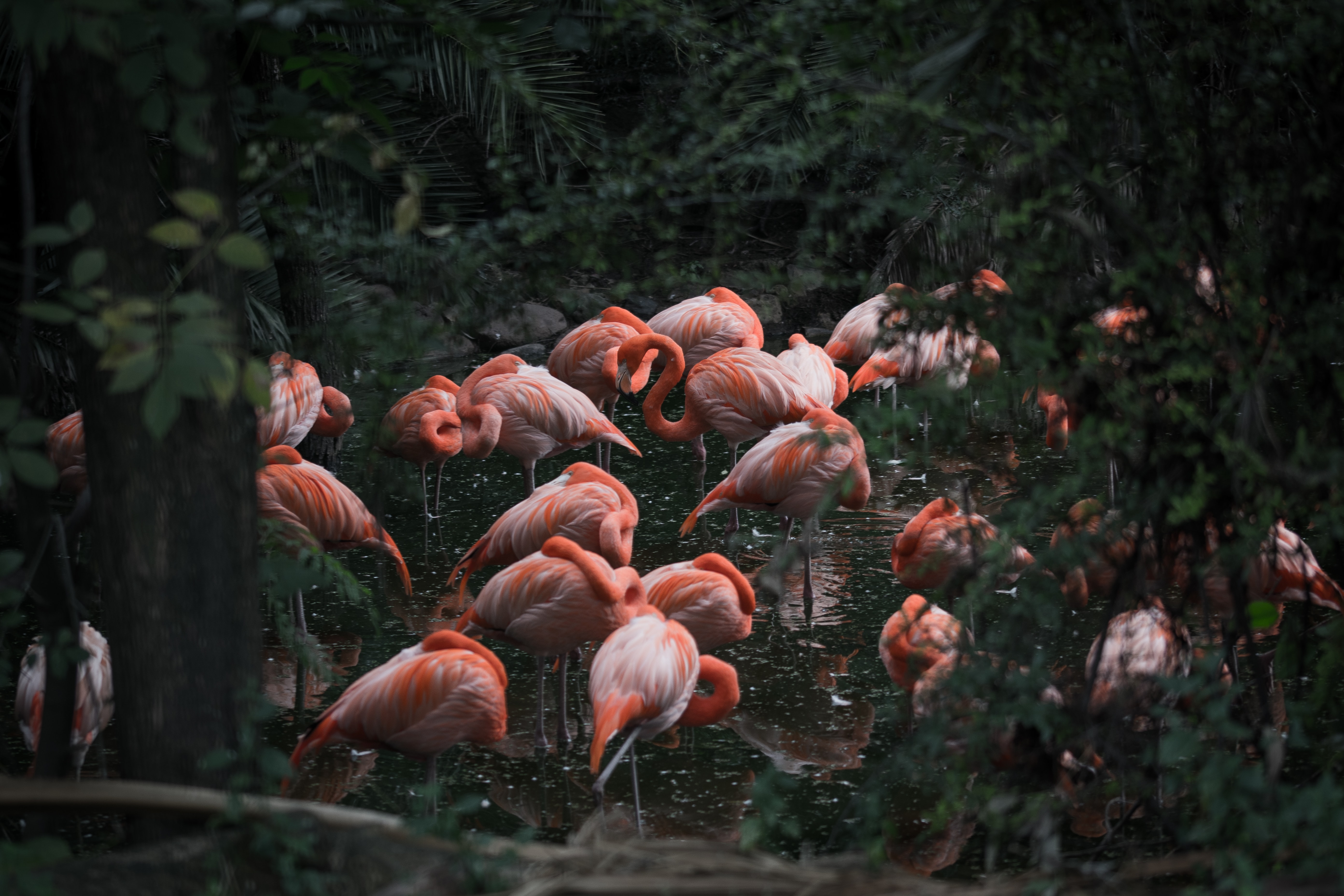 flock_of_flamingos_uriel_soberanes.jpg