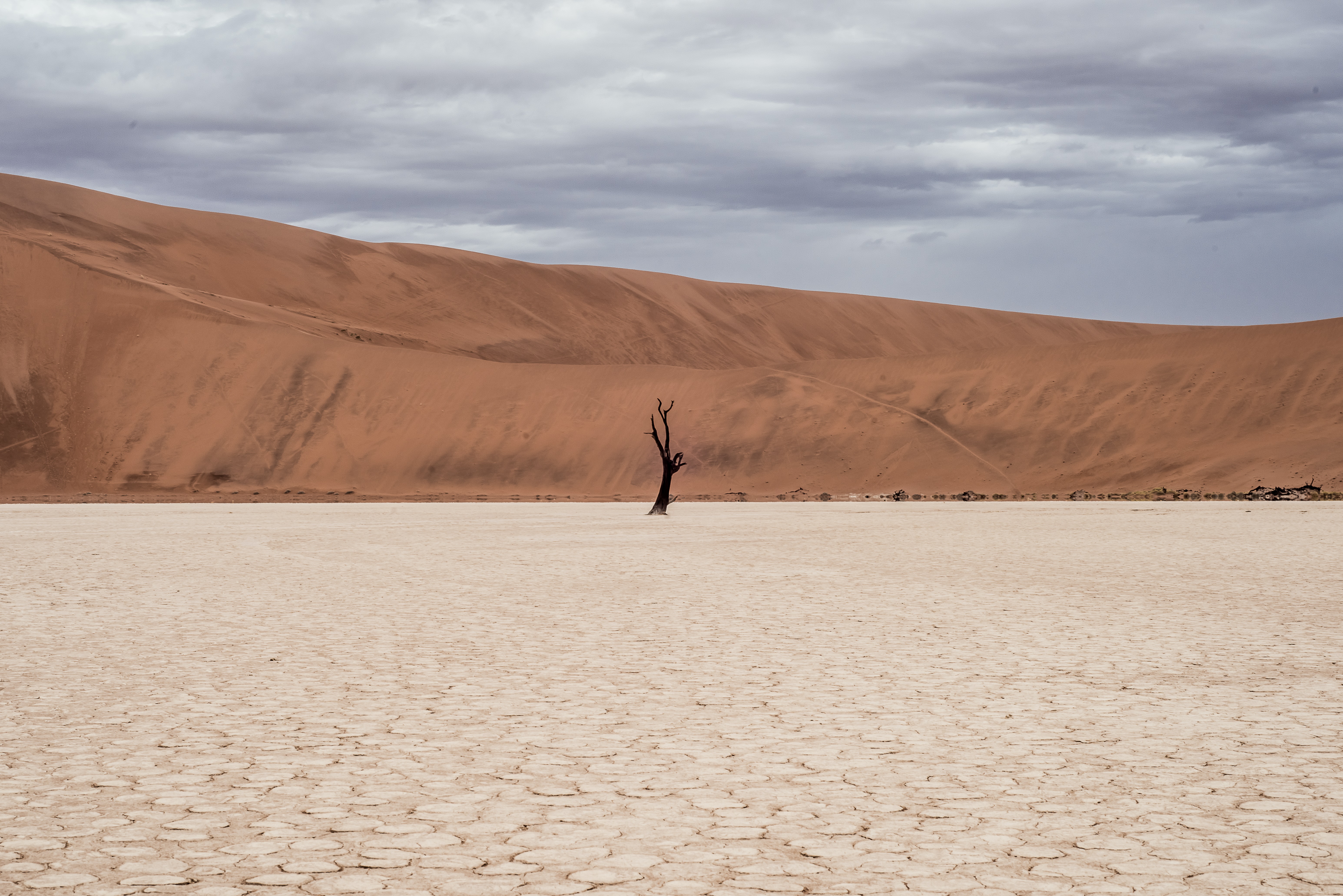 tree_deadvlei_hiking_trail_nambia_ivars_krutainis.jpg