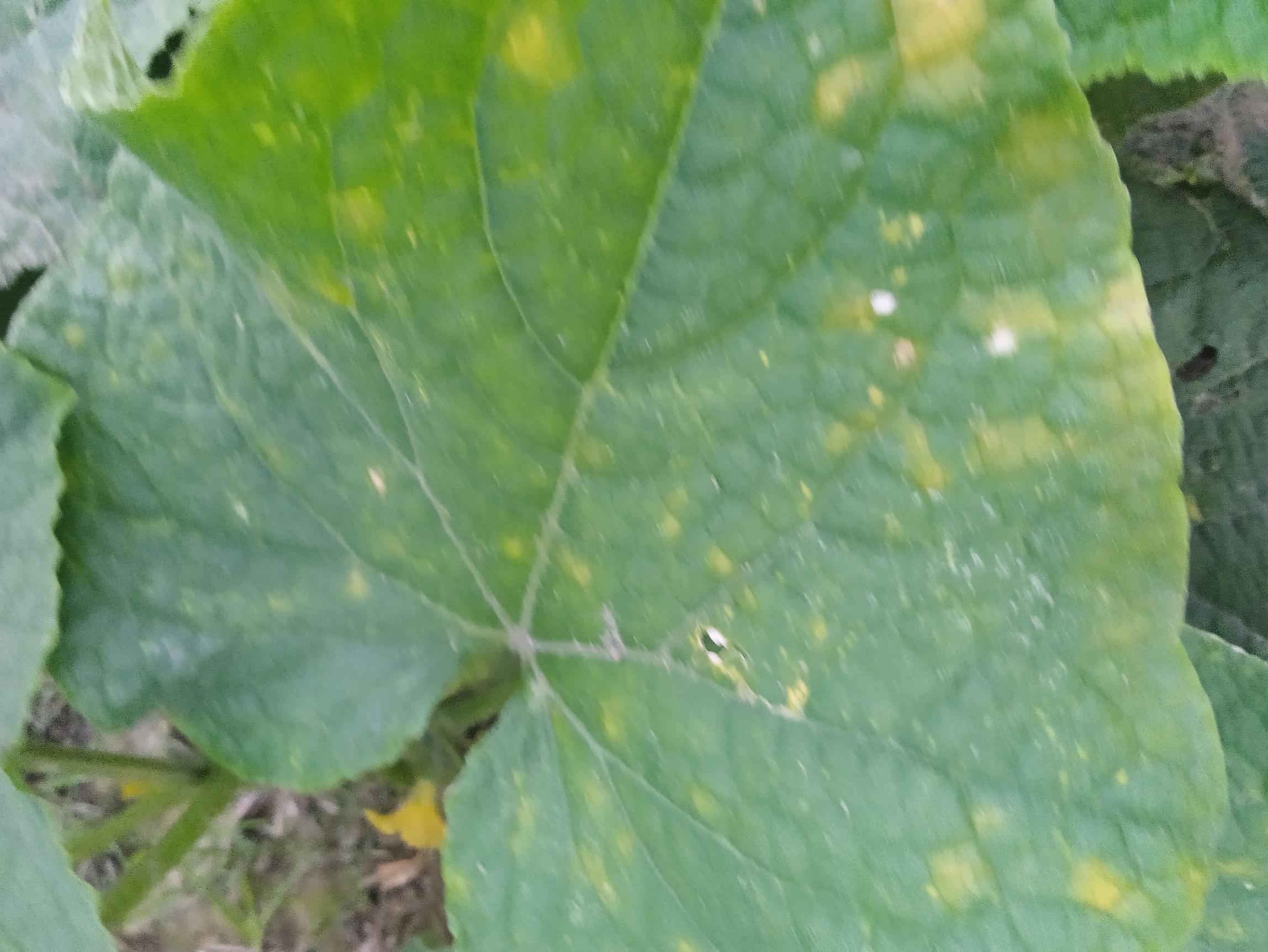 Downy Mildew (9).jpg