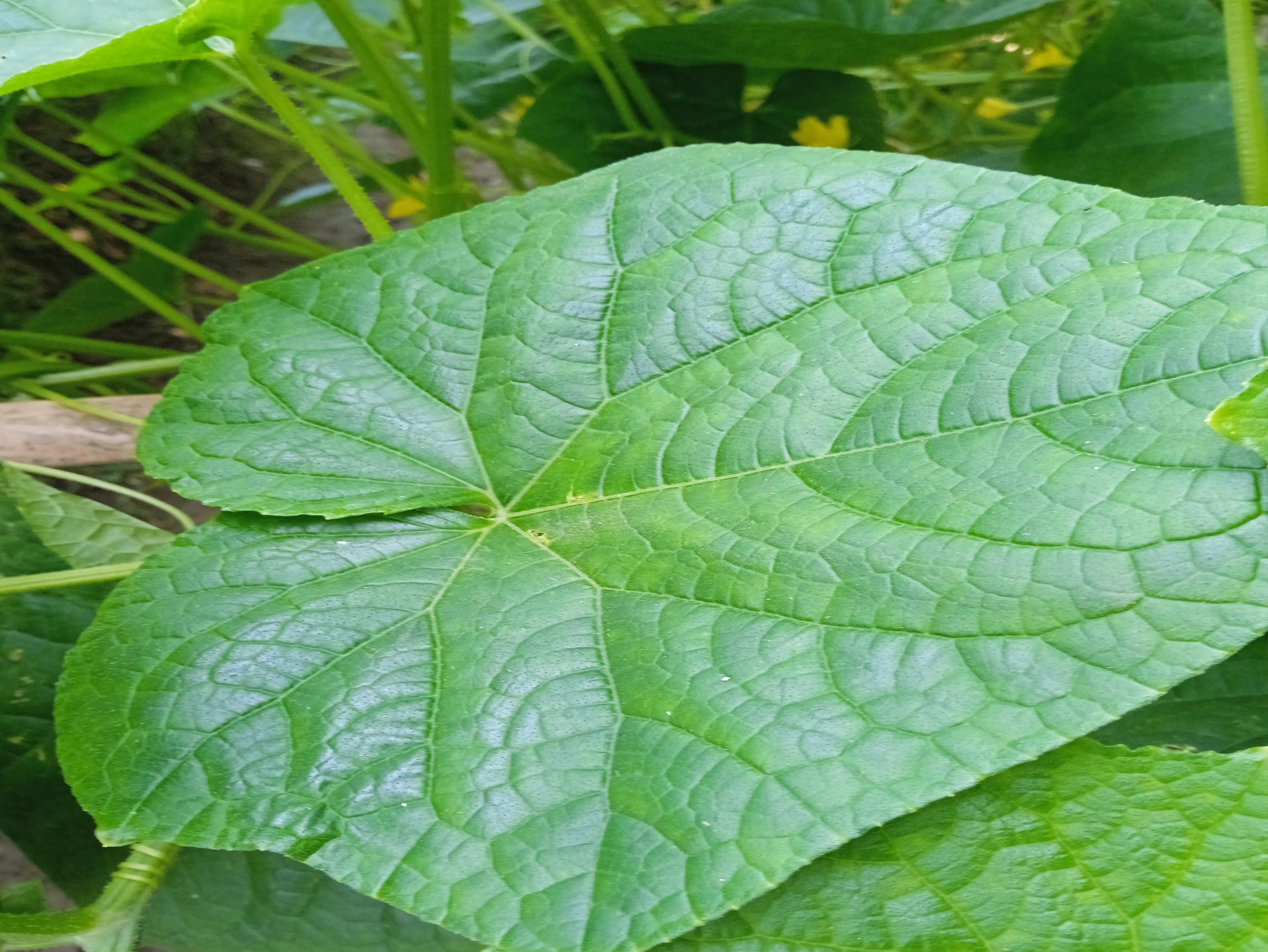 Fresh Leaf (16).jpg